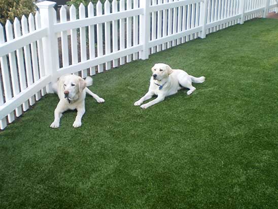 labs-on-dog-grass labs-on-dog-grass